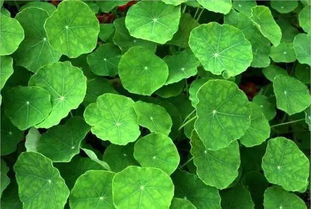 秦嵐直言“上鏡女星其實都不好看”，植物提取物揭示鏡頭下的審美扭曲